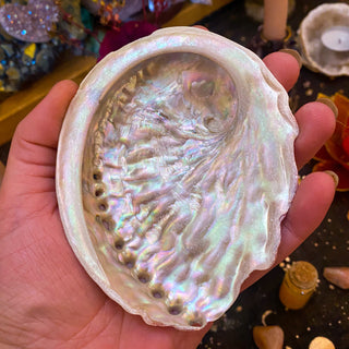 Abalone shell